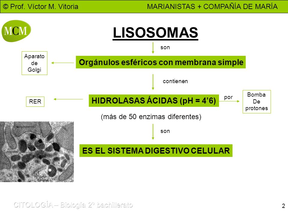 LISOSOMAS Orgánulos esféricos con membrana simple