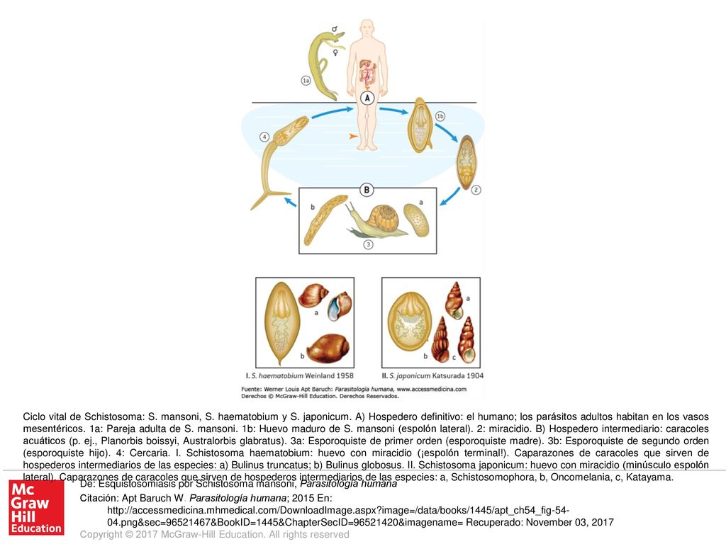 Ciclo vital de Schistosoma: S. mansoni, S. haematobium y S. japonicum