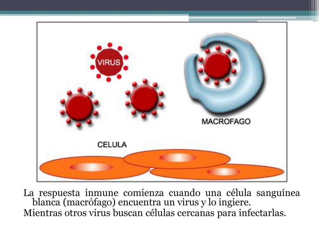 La respuesta inmune comienza cuando una célula sanguínea blanca (macrófago) encuentra un virus y lo ingiere.