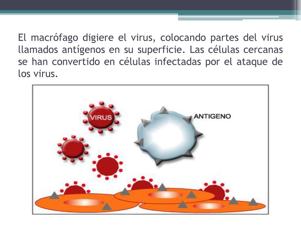 El macrófago digiere el virus, colocando partes del virus llamados antígenos en su superficie.