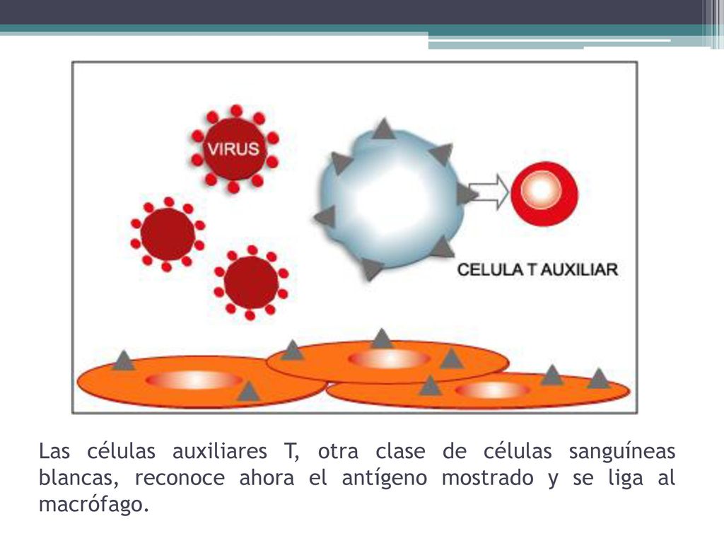 Las células auxiliares T, otra clase de células sanguíneas blancas, reconoce ahora el antígeno mostrado y se liga al macrófago.
