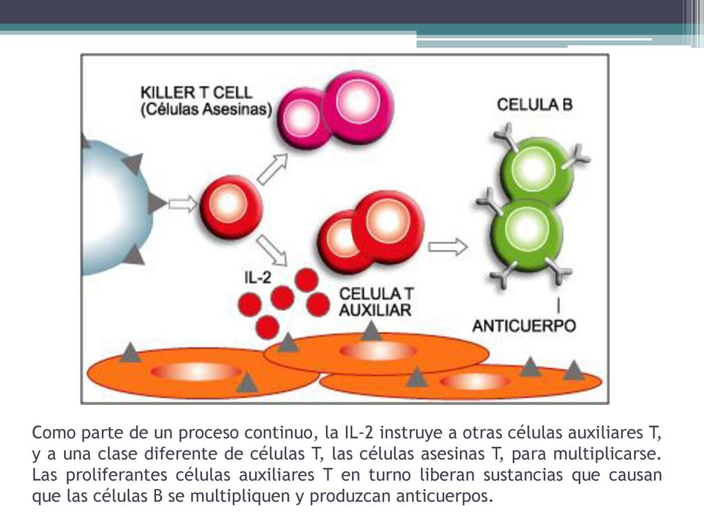 Como parte de un proceso continuo, la IL-2 instruye a otras células auxiliares T, y a una clase diferente de células T, las células asesinas T, para multiplicarse.