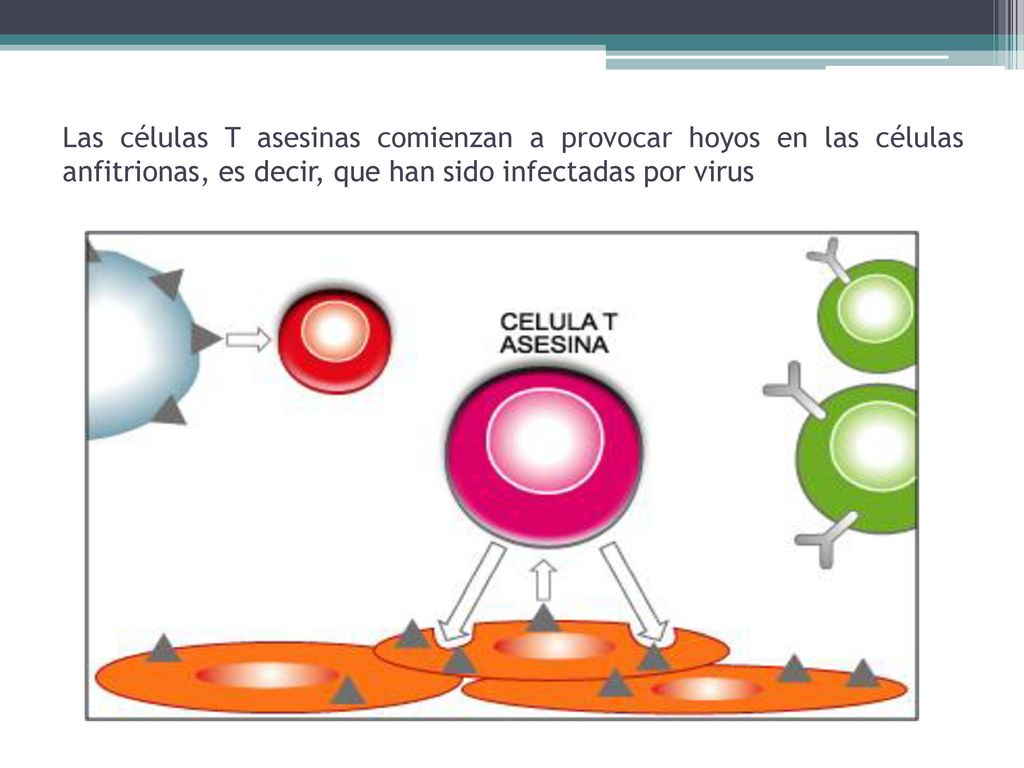 Las células T asesinas comienzan a provocar hoyos en las células anfitrionas, es decir, que han sido infectadas por virus
