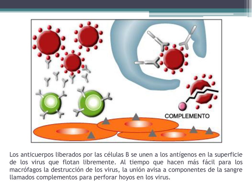 Los anticuerpos liberados por las células B se unen a los antígenos en la superficie de los virus que flotan libremente.