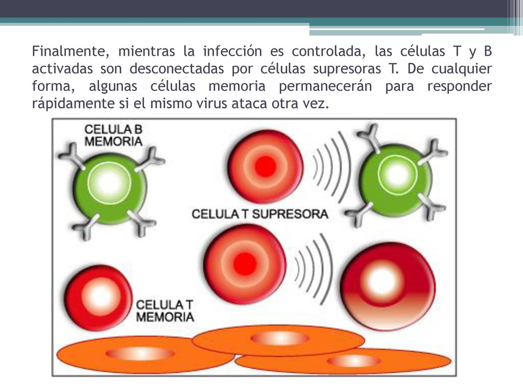 Finalmente, mientras la infección es controlada, las células T y B activadas son desconectadas por células supresoras T.