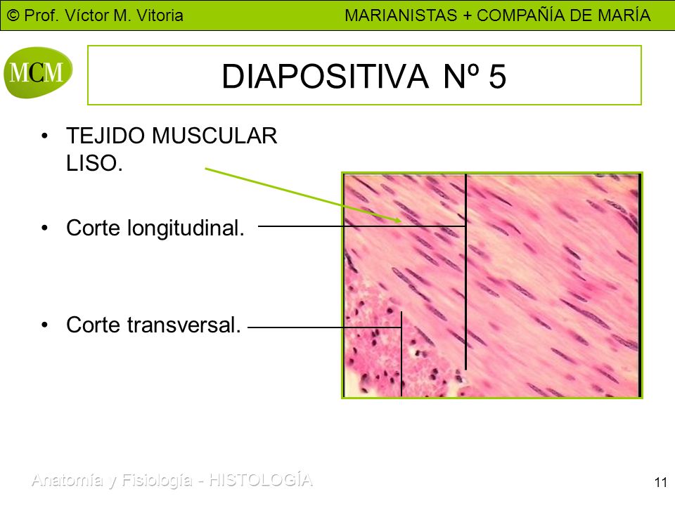 DIAPOSITIVA Nº 5 TEJIDO MUSCULAR LISO. Corte longitudinal.