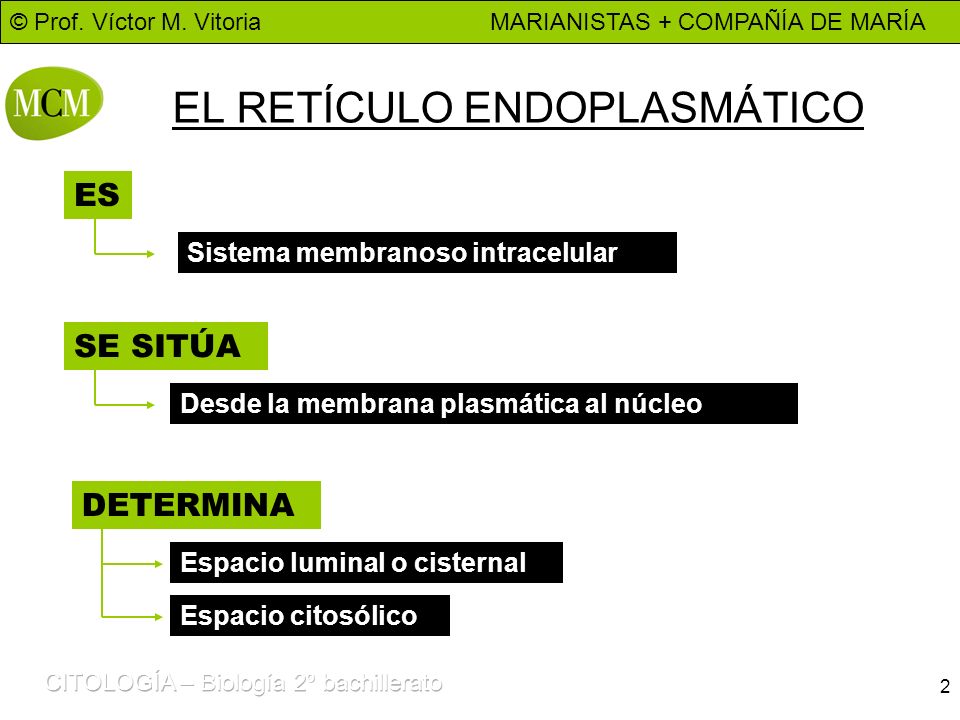EL RETÍCULO ENDOPLASMÁTICO