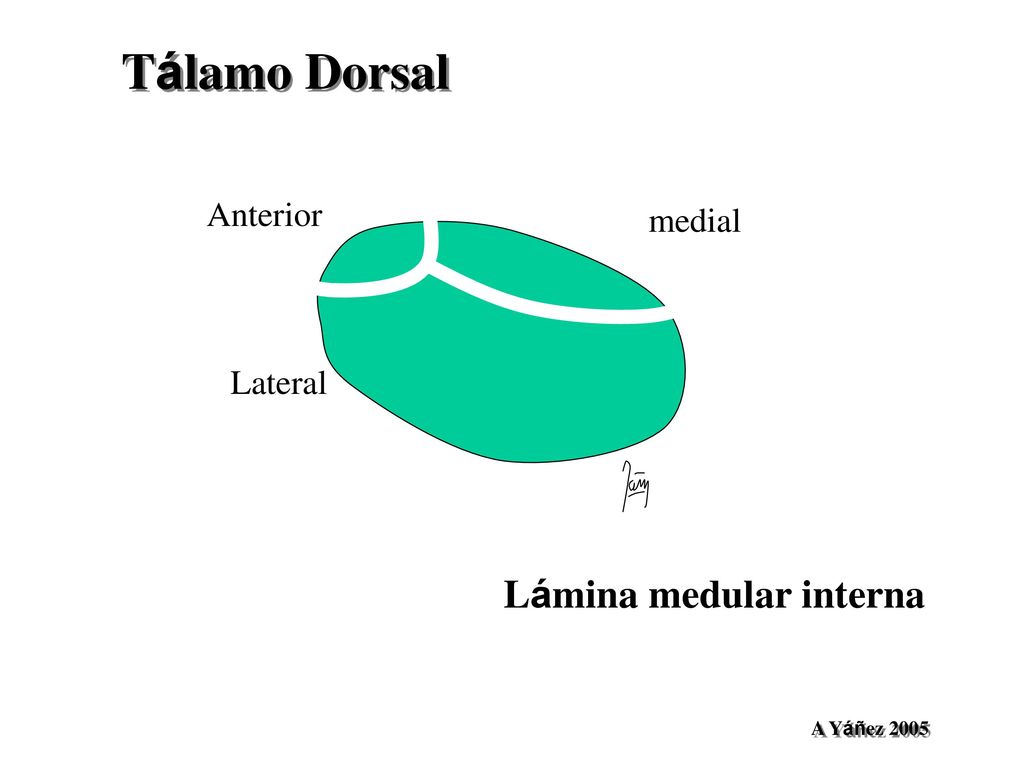 Tálamo Dorsal Anterior Lateral medial Lámina medular interna