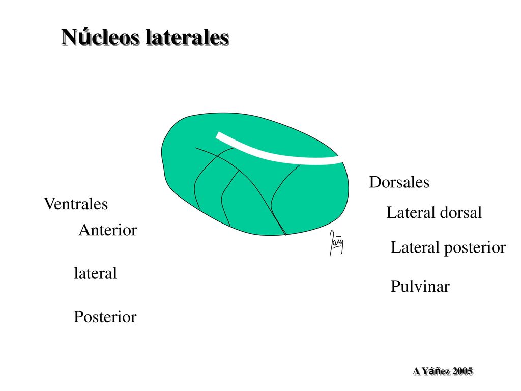 Núcleos laterales Dorsales Ventrales Lateral dorsal Anterior
