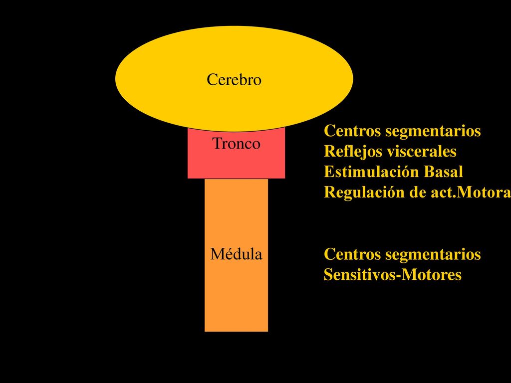 Cerebro Tronco. Centros segmentarios. Reflejos viscerales. Estimulación Basal. Regulación de act.Motora.