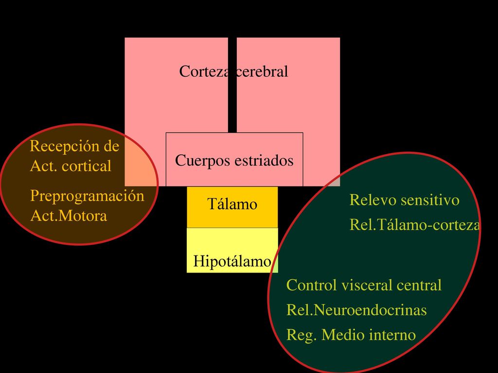 Corteza cerebral Recepción de. Act. cortical. Cuerpos estriados. Tálamo. Preprogramación. Act.Motora.