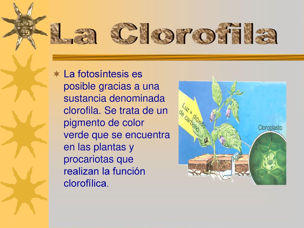 La Alimentación de las Plantas. - ppt descargar