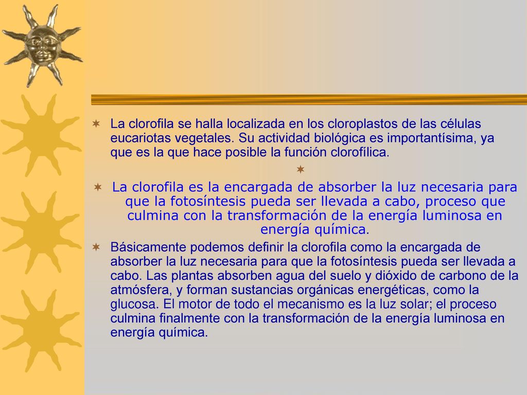 La clorofila se halla localizada en los cloroplastos de las células eucariotas vegetales. Su actividad biológica es importantísima, ya que es la que hace posible la función clorofílica.