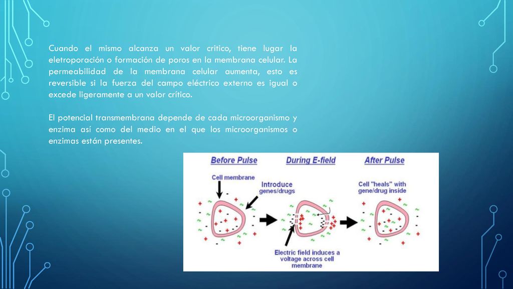 Cuando el mismo alcanza un valor critico, tiene lugar la eletroporación o formación de poros en la membrana celular. La permeabilidad de la membrana celular aumenta, esto es reversible si la fuerza del campo eléctrico externo es igual o excede ligeramente a un valor crítico.
