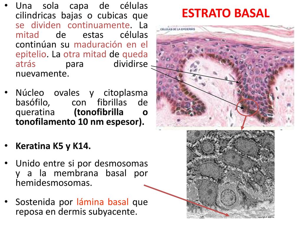 Una sola capa de células cilindricas bajas o cubicas que se dividen continuamente. La mitad de estas células continúan su maduración en el epitelio. La otra mitad de queda atrás para dividirse nuevamente.