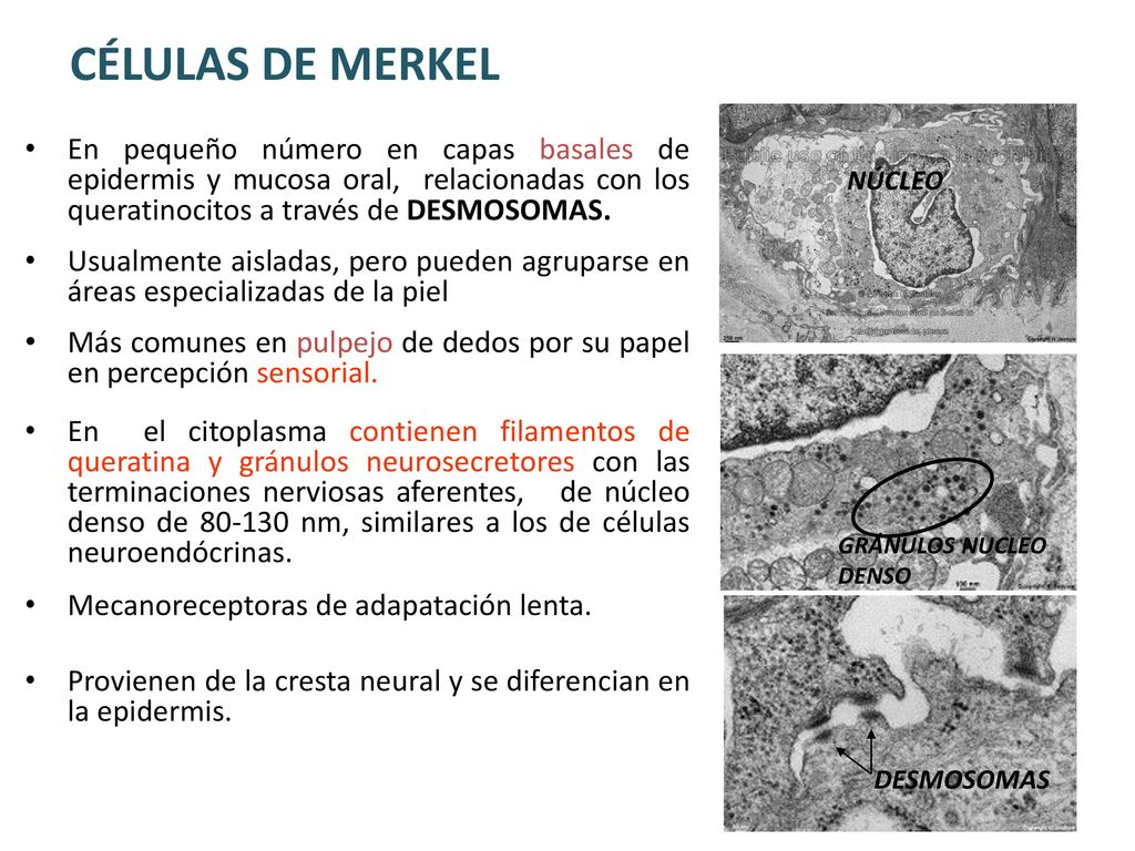 CÉLULAS DE MERKEL En pequeño número en capas basales de epidermis y mucosa oral, relacionadas con los queratinocitos a través de DESMOSOMAS.