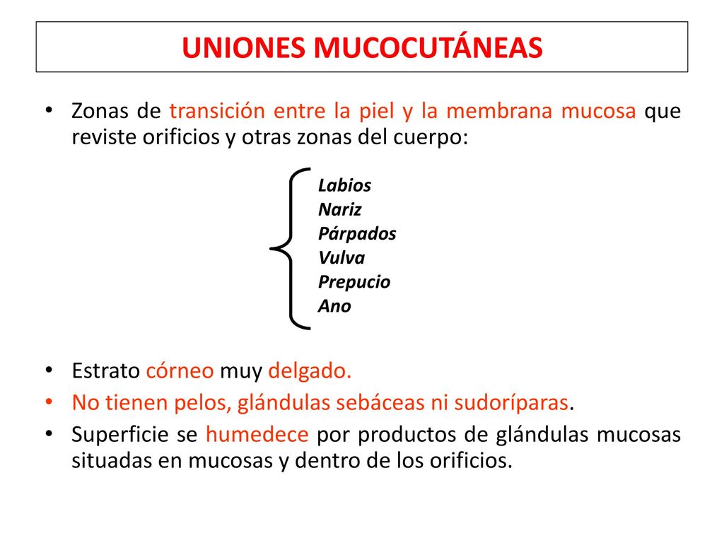 UNIONES MUCOCUTÁNEAS Zonas de transición entre la piel y la membrana mucosa que reviste orificios y otras zonas del cuerpo:
