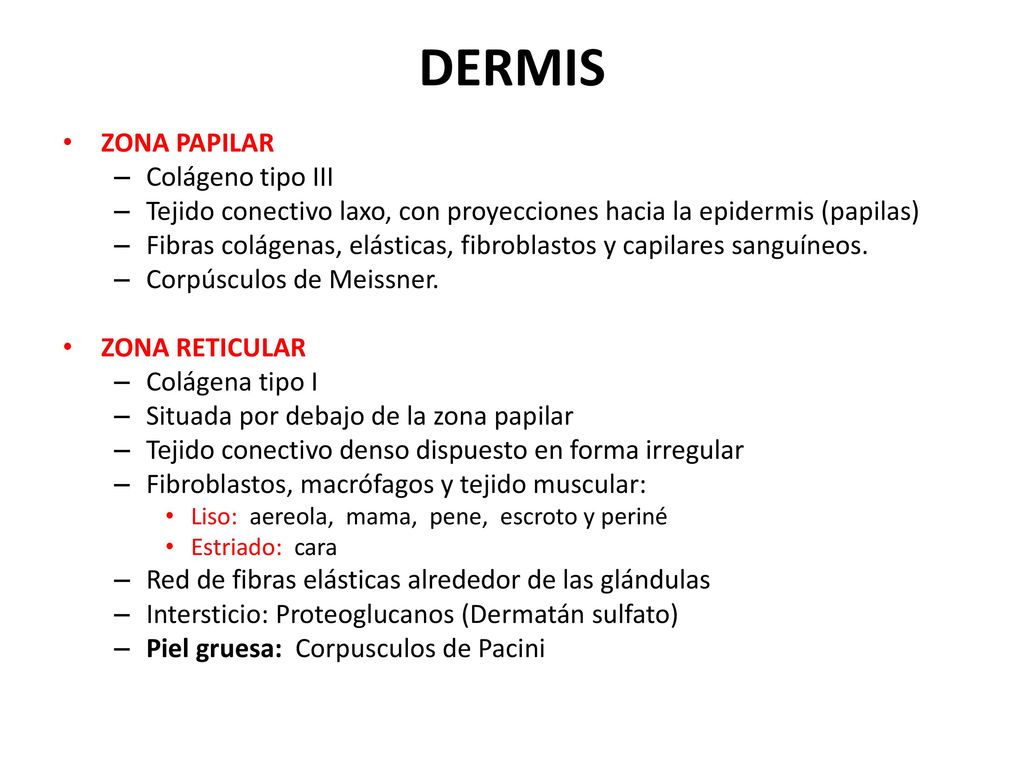 DERMIS ZONA PAPILAR Colágeno tipo III