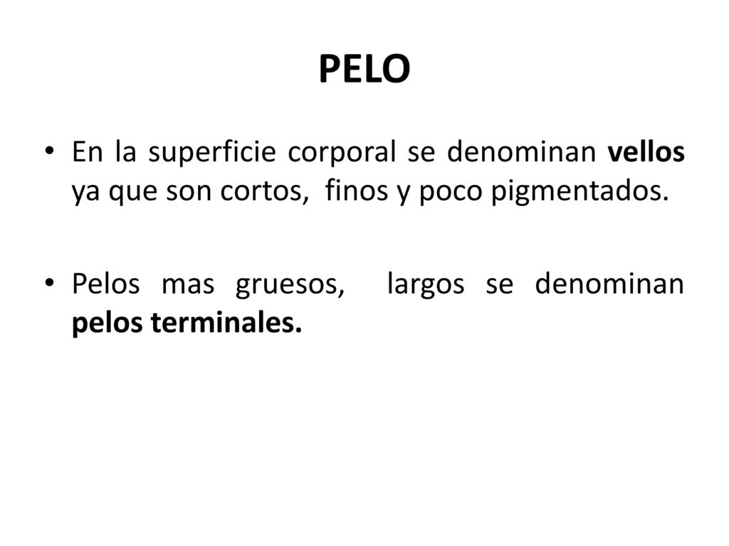 PELO En la superficie corporal se denominan vellos ya que son cortos, finos y poco pigmentados.