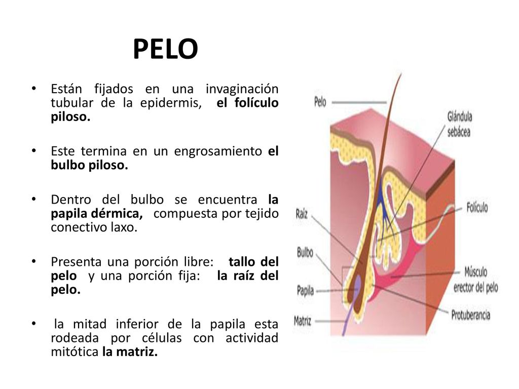 PELO Están fijados en una invaginación tubular de la epidermis, el folículo piloso. Este termina en un engrosamiento el bulbo piloso.