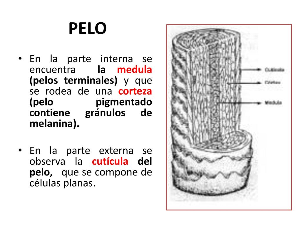 PELO En la parte interna se encuentra la medula (pelos terminales) y que se rodea de una corteza (pelo pigmentado contiene gránulos de melanina).