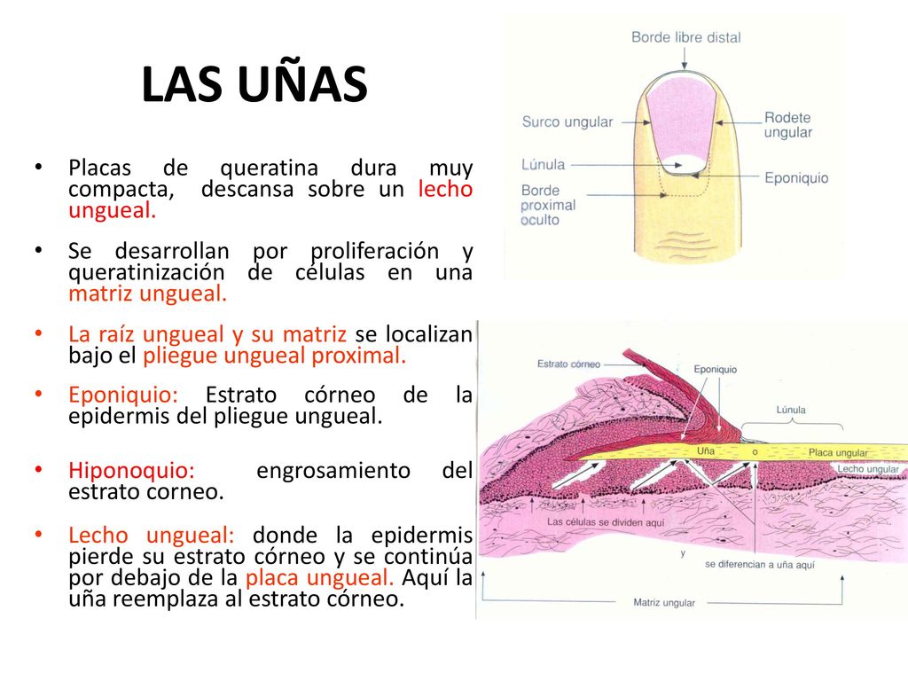 LAS UÑAS Placas de queratina dura muy compacta, descansa sobre un lecho ungueal.
