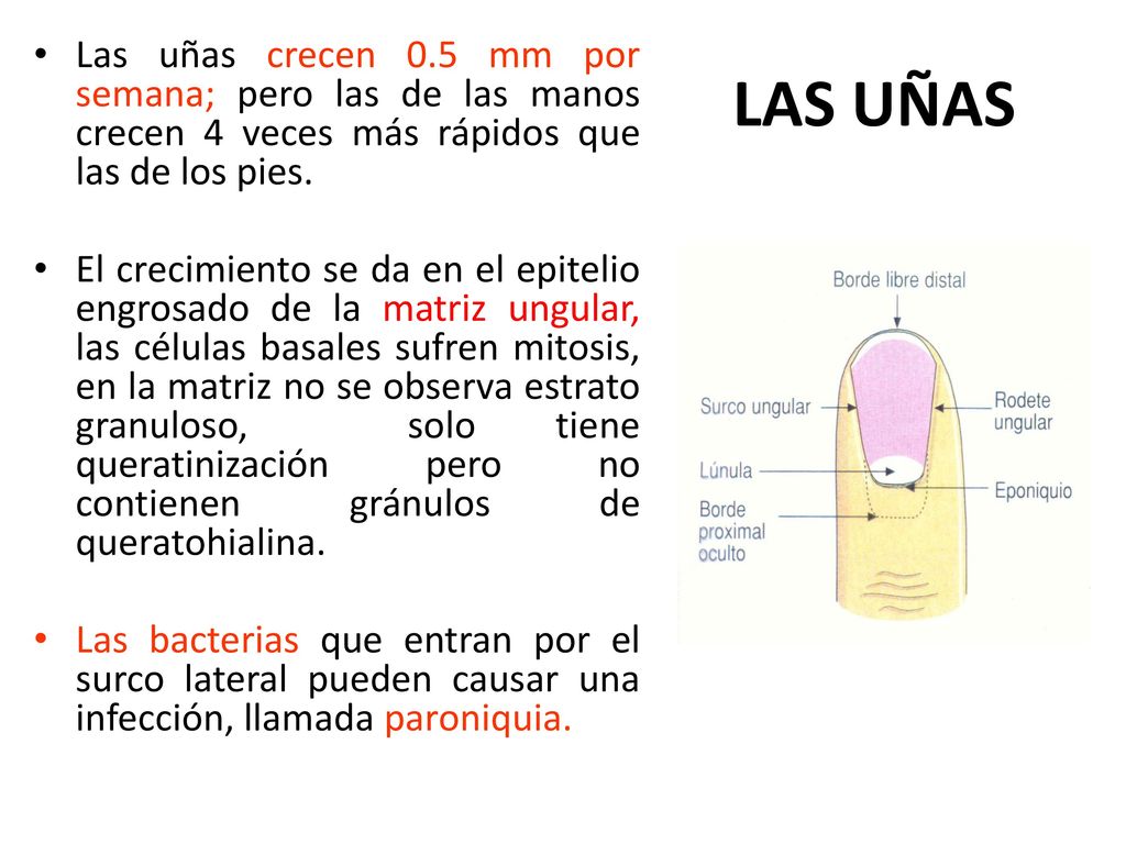 Las uñas crecen 0.5 mm por semana; pero las de las manos crecen 4 veces más rápidos que las de los pies.
