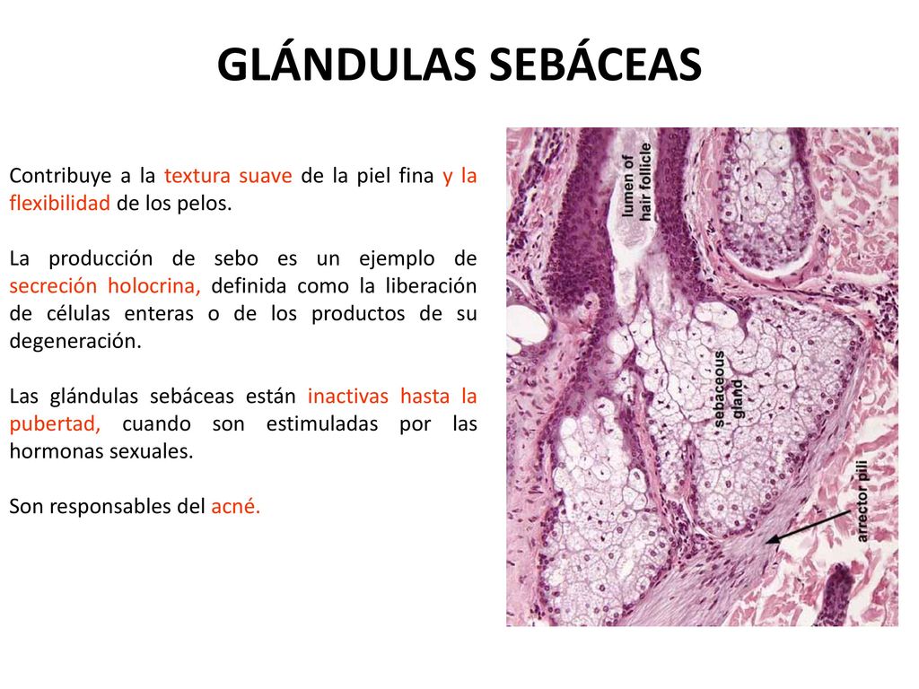 GLÁNDULAS SEBÁCEAS Contribuye a la textura suave de la piel fina y la flexibilidad de los pelos.