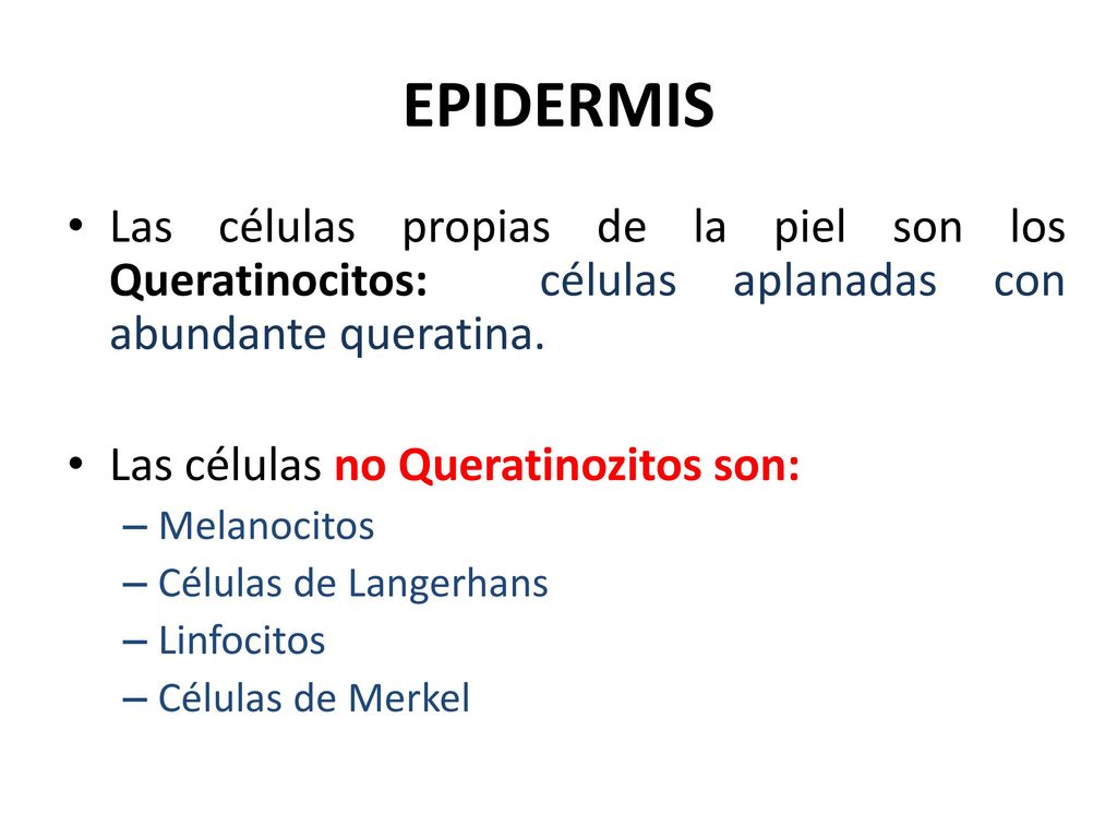 EPIDERMIS Las células propias de la piel son los Queratinocitos: células aplanadas con abundante queratina.