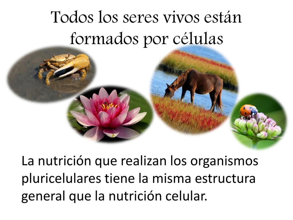 Todos los seres vivos están formados por células