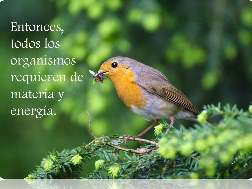 Entonces, todos los organismos requieren de materia y energía.