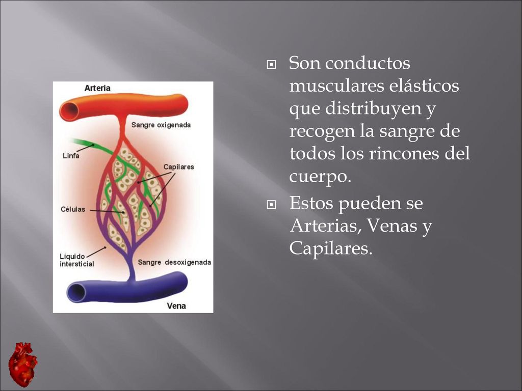 Son conductos musculares elásticos que distribuyen y recogen la sangre de todos los rincones del cuerpo.