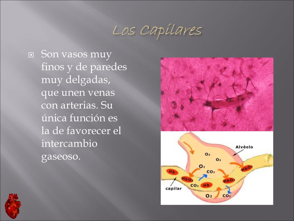 Los Capilares Son vasos muy finos y de paredes muy delgadas, que unen venas con arterias.