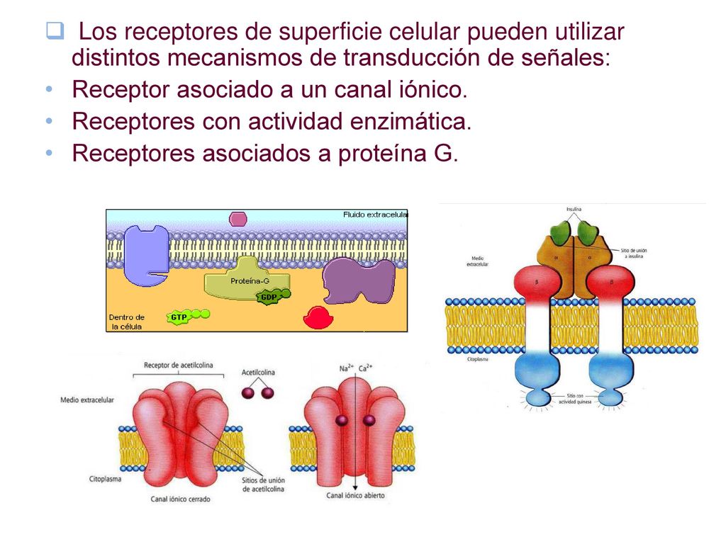 Los receptores de superficie celular pueden utilizar distintos mecanismos de transducción de señales: