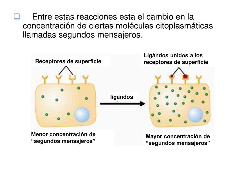 Entre estas reacciones esta el cambio en la concentración de ciertas moléculas citoplasmáticas llamadas segundos mensajeros.