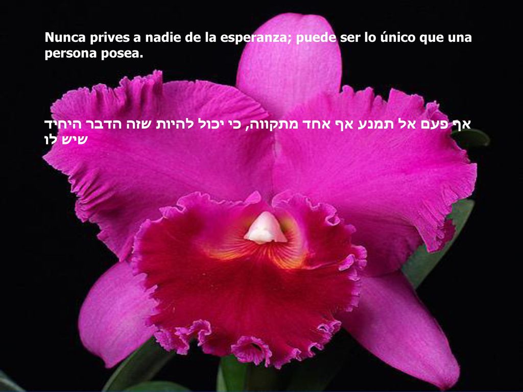 Nunca prives a nadie de la esperanza; puede ser lo único que una persona posea.