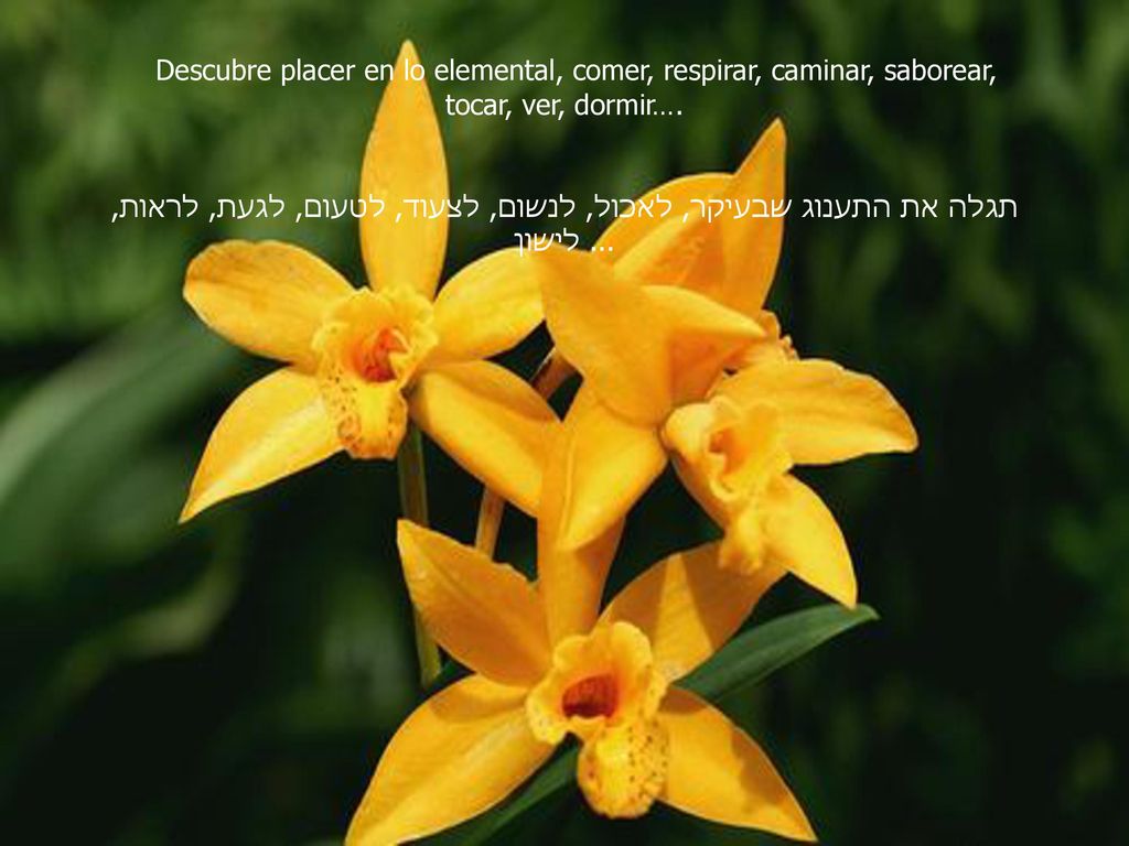 Descubre placer en lo elemental, comer, respirar, caminar, saborear, tocar, ver, dormir….