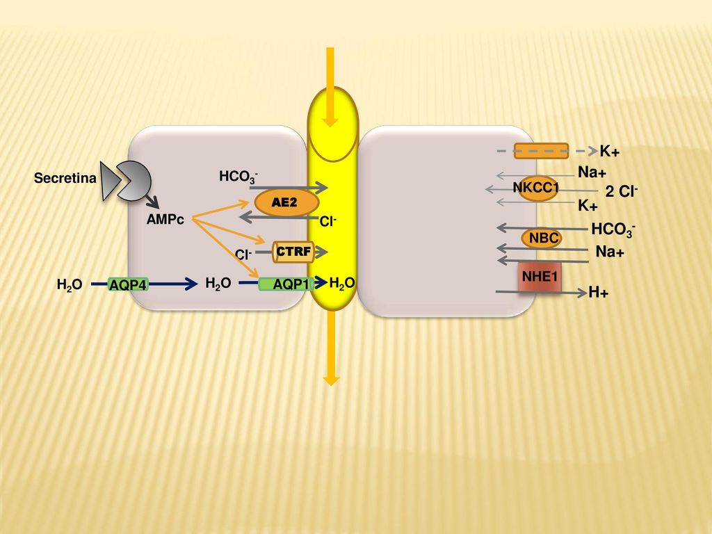 K+ Na+ 2 Cl- K+ HCO3- Na+ H+ Secretina HCO3- NKCC1 AMPc Cl- NBC Cl-