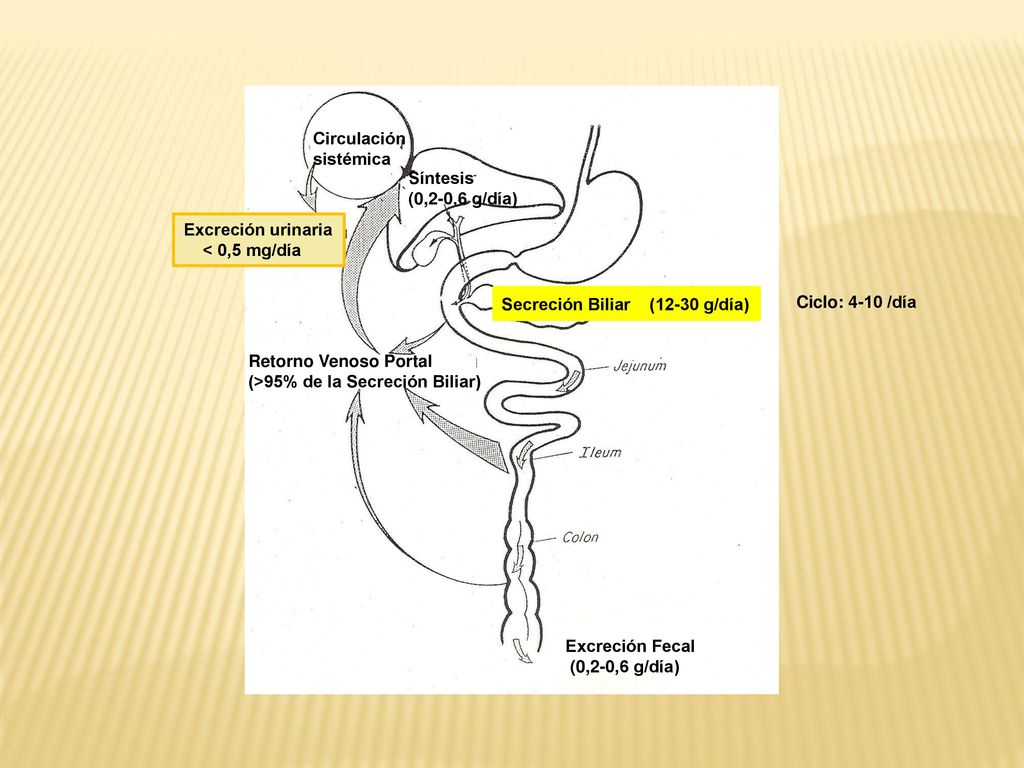 Excreción urinaria < 0,5 mg/día. Circulación. sistémica. Síntesis. (0,2-0,6 g/día) Secreción Biliar (12-30 g/día)