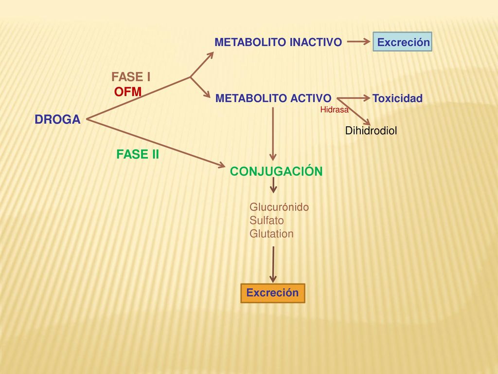 FASE I OFM DROGA FASE II CONJUGACIÓN METABOLITO INACTIVO Excreción