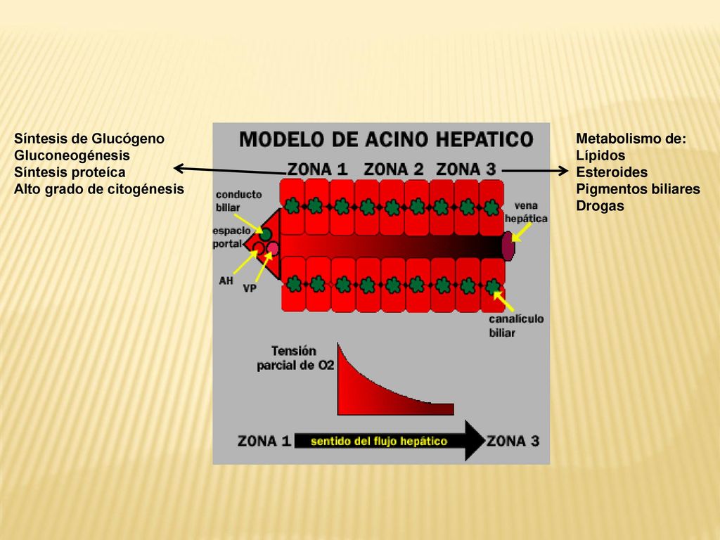 Síntesis de Glucógeno Gluconeogénesis. Síntesis proteíca. Alto grado de citogénesis. Metabolismo de: