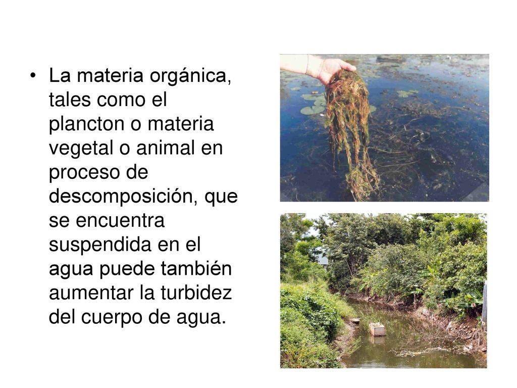 La materia orgánica, tales como el plancton o materia vegetal o animal en proceso de descomposición, que se encuentra suspendida en el agua puede también aumentar la turbidez del cuerpo de agua.