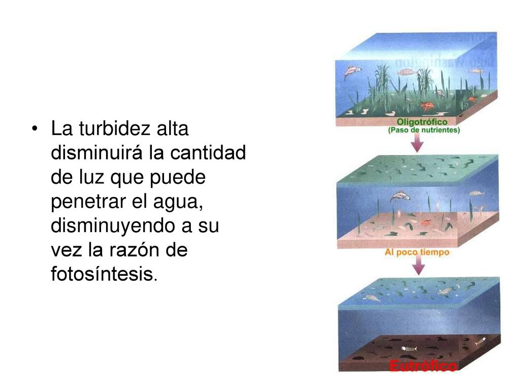 La turbidez alta disminuirá la cantidad de luz que puede penetrar el agua, disminuyendo a su vez la razón de fotosíntesis.