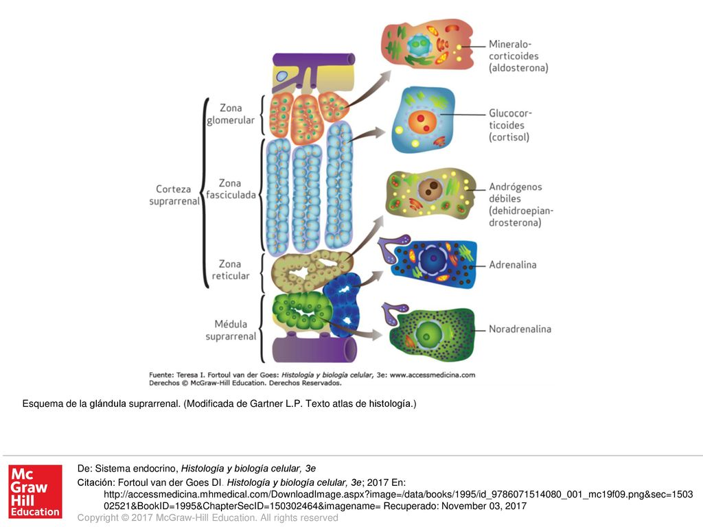 Esquema de la glándula suprarrenal. (Modificada de Gartner L. P