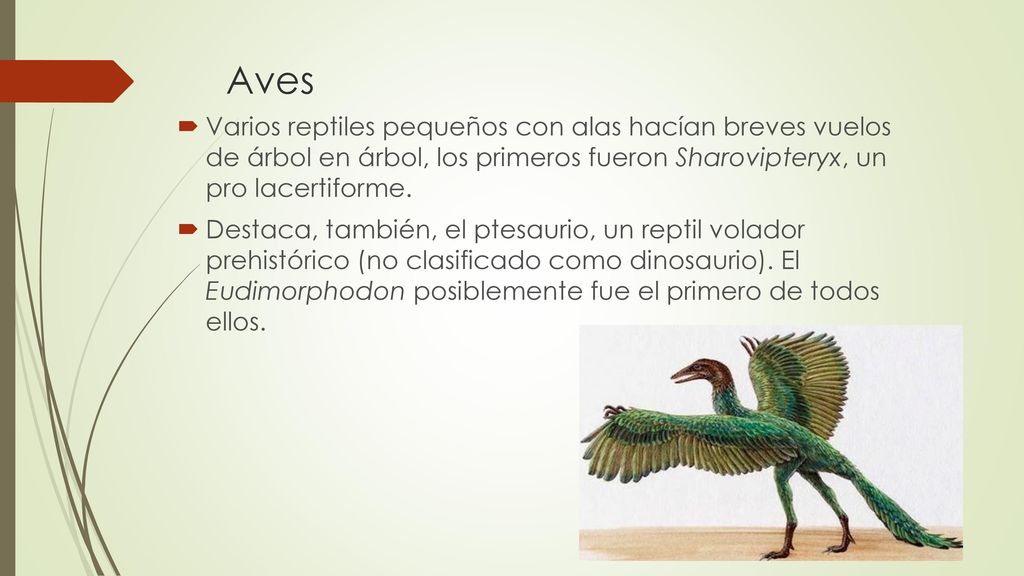 Aves Varios reptiles pequeños con alas hacían breves vuelos de árbol en árbol, los primeros fueron Sharovipteryx, un pro lacertiforme.