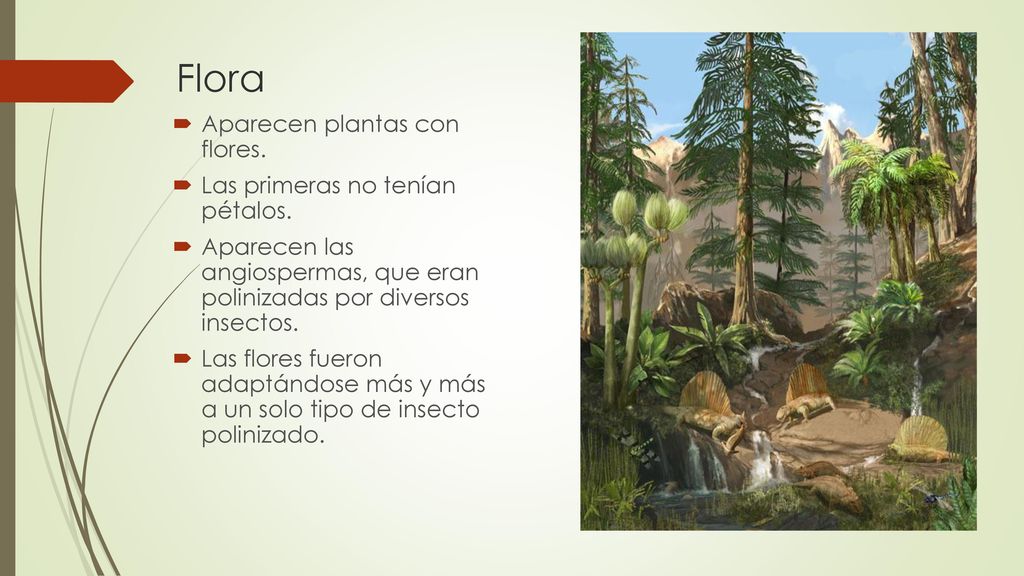 Flora Aparecen plantas con flores. Las primeras no tenían pétalos.