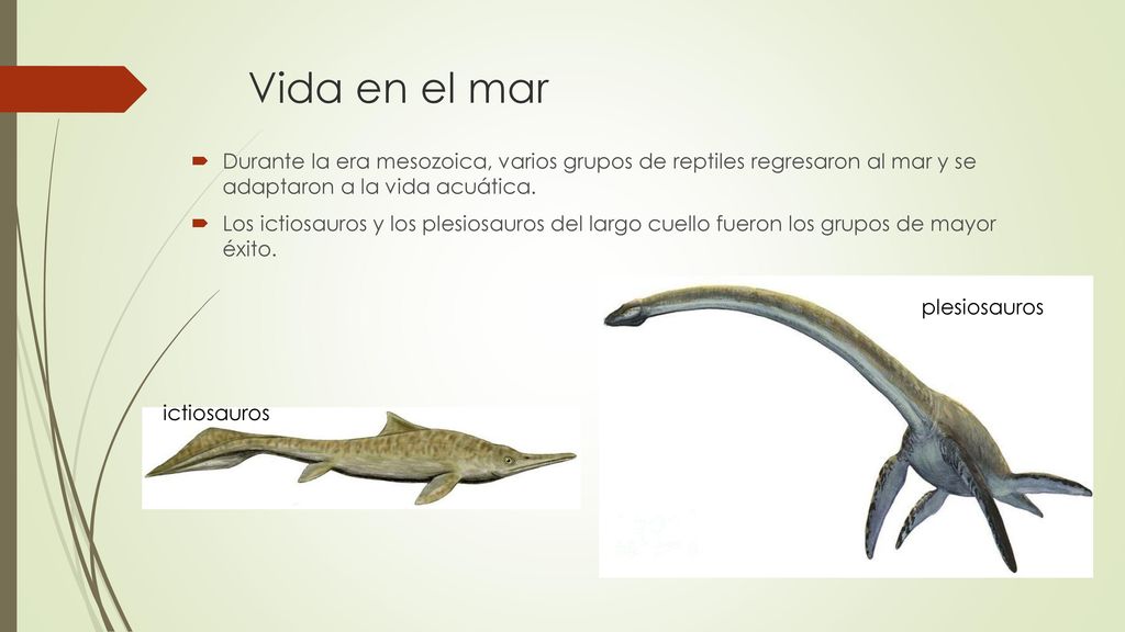 Vida en el mar Durante la era mesozoica, varios grupos de reptiles regresaron al mar y se adaptaron a la vida acuática.