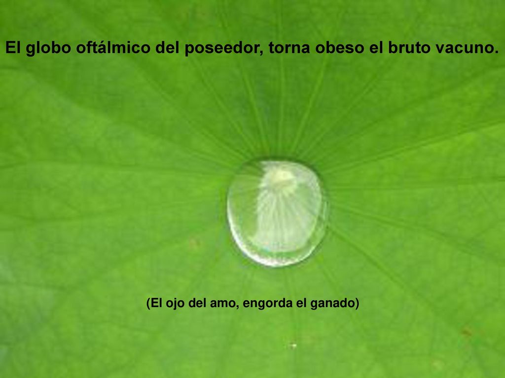 El globo oftálmico del poseedor, torna obeso el bruto vacuno.