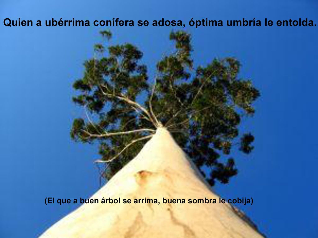 Quien a ubérrima conífera se adosa, óptima umbría le entolda.