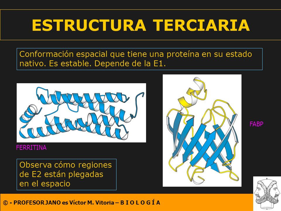 ESTRUCTURA TERCIARIA Conformación espacial que tiene una proteína en su estado nativo. Es estable. Depende de la E1.